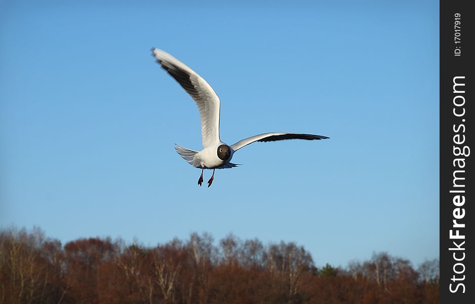 Seagull in flight against an unflawed sky