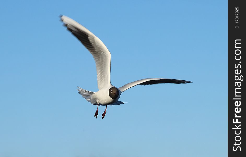 Seagull in flight against an unflawed sky