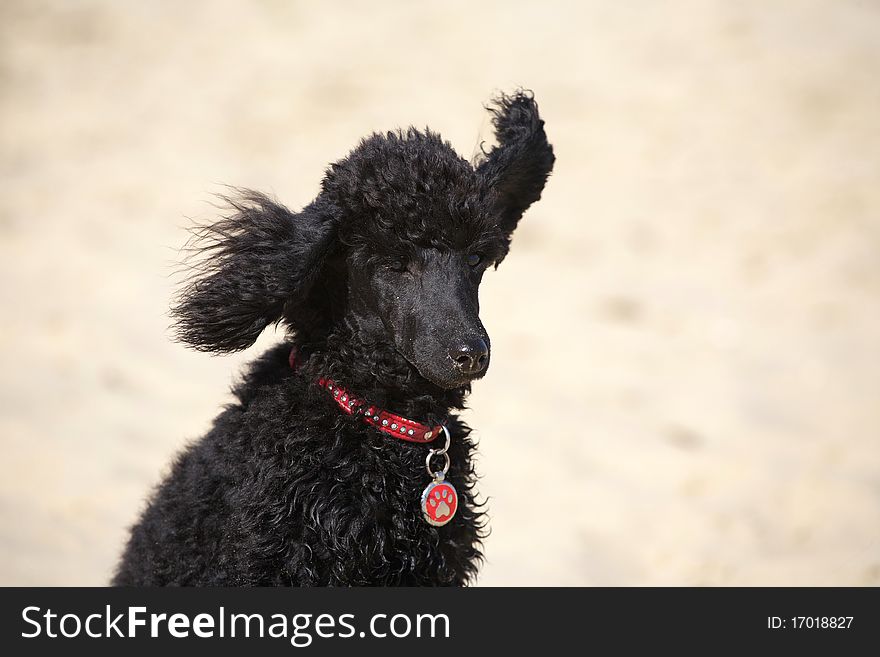 A cute black poodle with ears blowing in the wind. A cute black poodle with ears blowing in the wind.