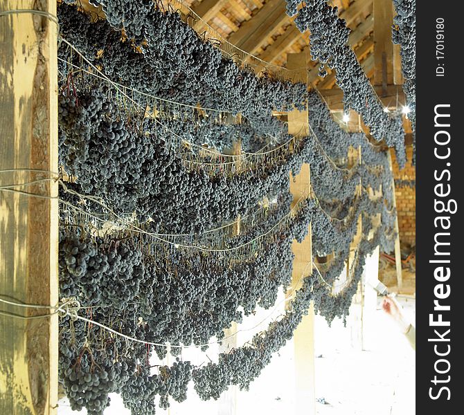 Grapes drying for straw wine (neronet), Czech Republic