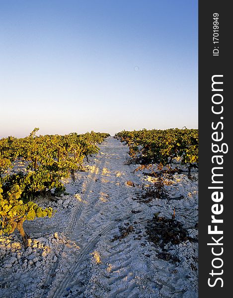 Rows of wine on white sandy ground.