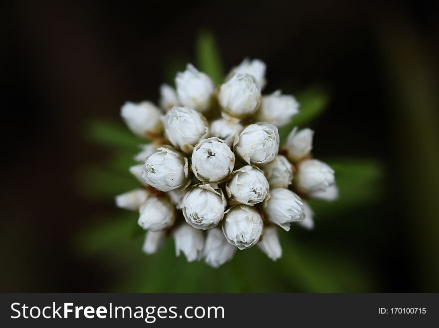 Close up of white flower buds with green leaves