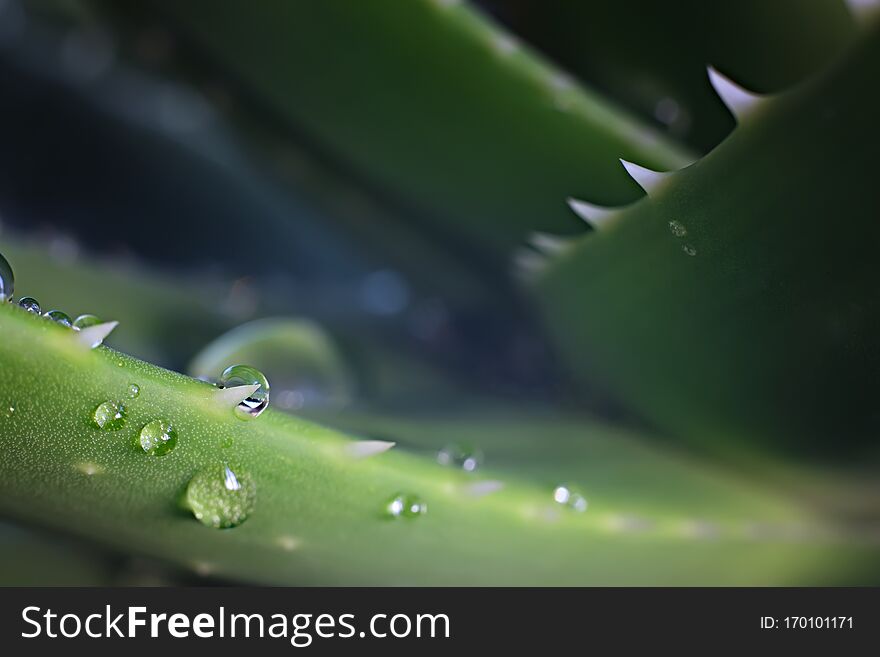 Aloe vera leaves with water drops. Macro photo. Close view.