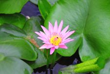 Lotus Stock Images