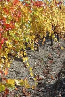 Autumn Vineyard In Crimea,Ukraine Stock Photography Autumn Vineyard In Crimea,Ukraine Stock Photography