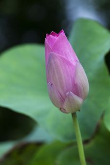 Pink Lotus Bud Royalty Free Stock Photo Pink Lotus Bud Royalty Free Stock Photo