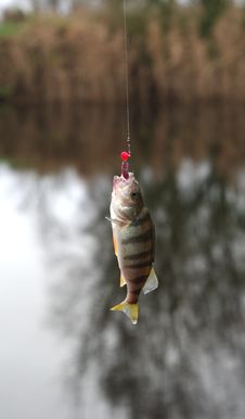 Perch On Fishing-rod Royalty Free Stock Image