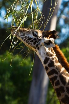 Giraffe Feeding On Branches Stock Photos