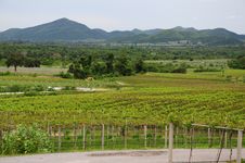 Vineyard Royalty Free Stock Image Vineyard Royalty Free Stock Image