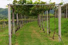 Vineyard Royalty Free Stock Photos Vineyard Royalty Free Stock Photos