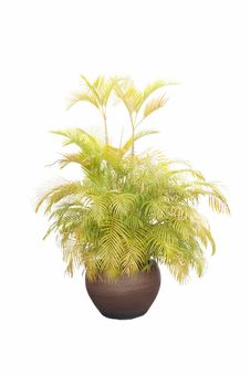 Palm Tree Royalty Free Stock Photos