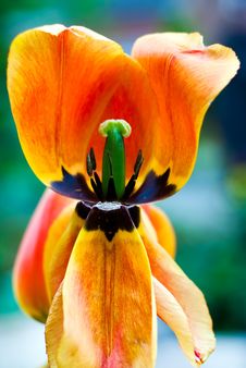 Tulip Opened Royalty Free Stock Image