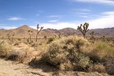 Joshua Tree National Park Royalty Free Stock Images Joshua Tree National Park Royalty Free Stock Images
