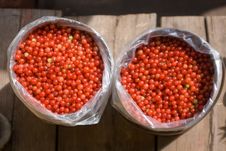 Red Currants Stock Photography Red Currants Stock Photography