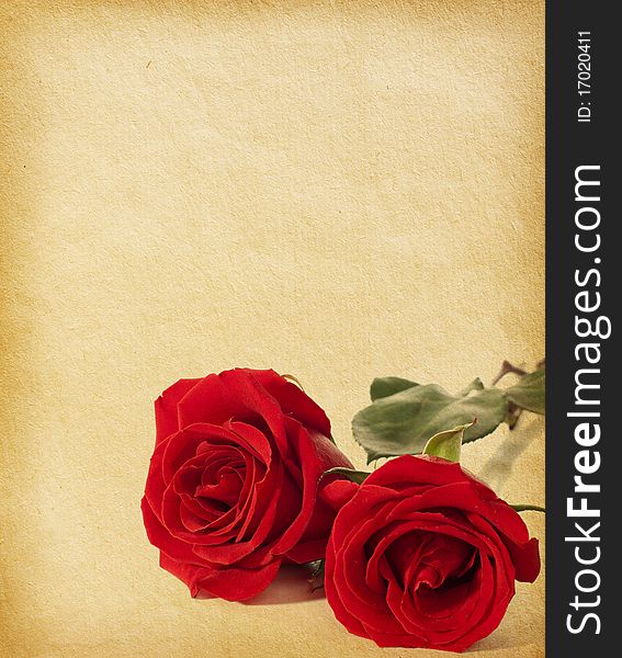 Old paper textures with two red roses. Old paper textures with two red roses