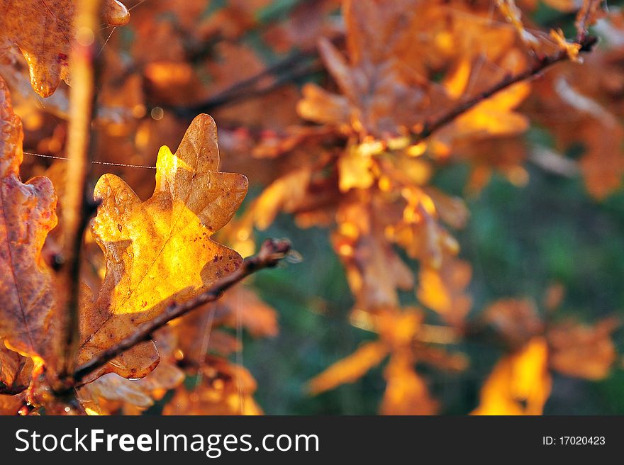 Golden Oak Leaves On