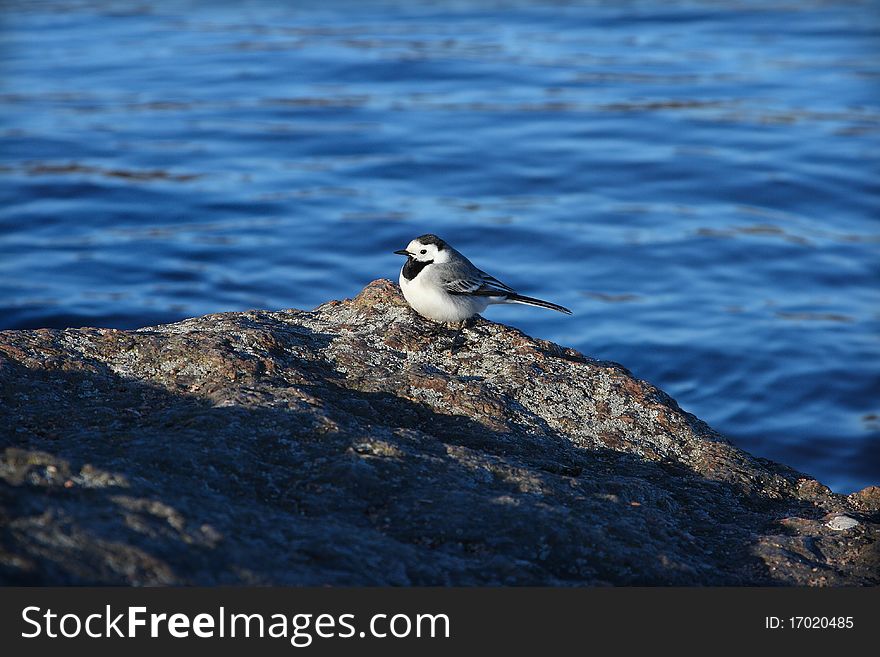 Wagtail on a stone