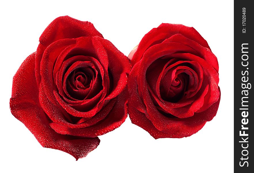 Two roses isolated on white. very shallow depth of field. Two roses isolated on white. very shallow depth of field