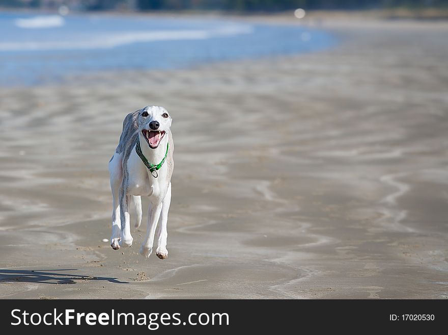 A brindle and white whippet enjoying a run on the beach. A brindle and white whippet enjoying a run on the beach.
