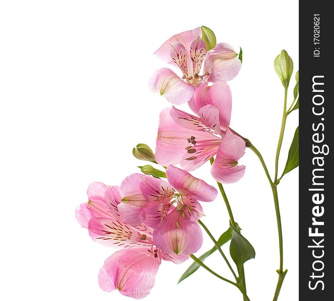 Alstroemeria flowers isolated on white background.