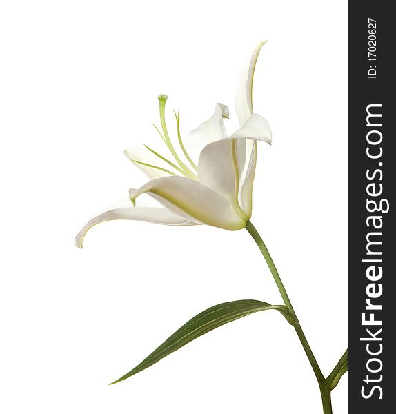 White lily isolated on a white background