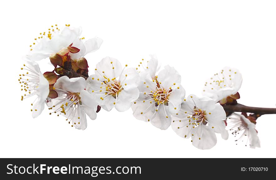 Cherry branch with flowers. Isolated on white background.