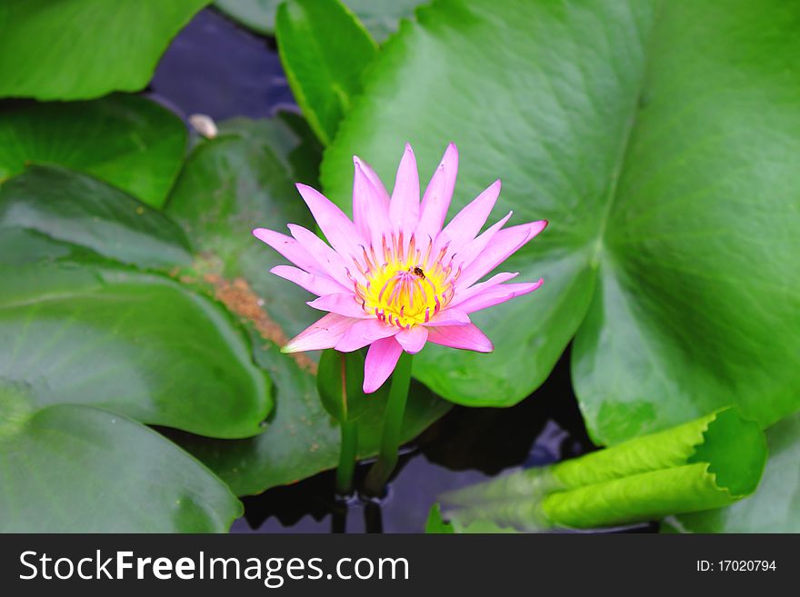Pink lotus is surrounded by green lotus leaves and a little bee in the lotus.