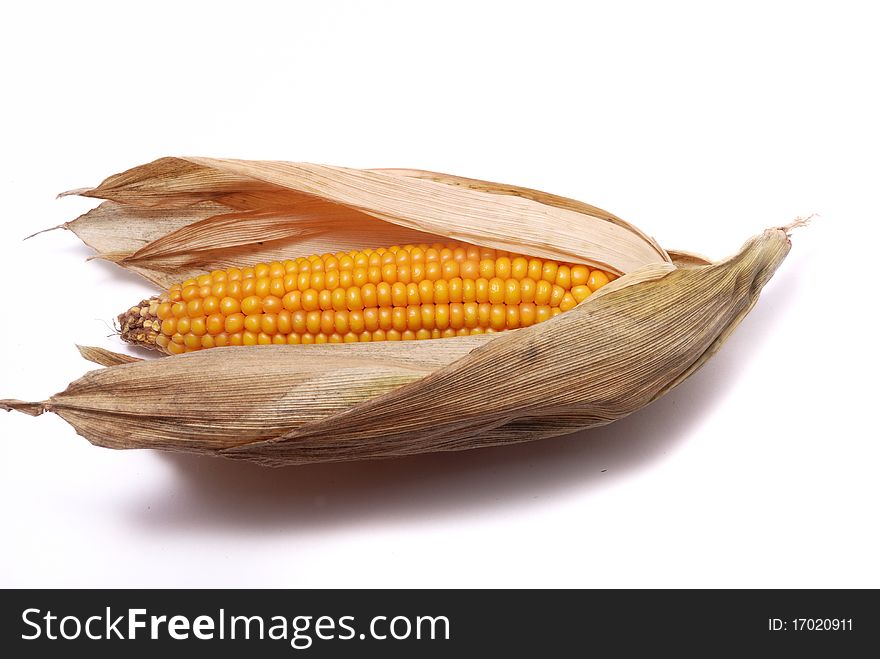 An ear of ripe corn on white ground