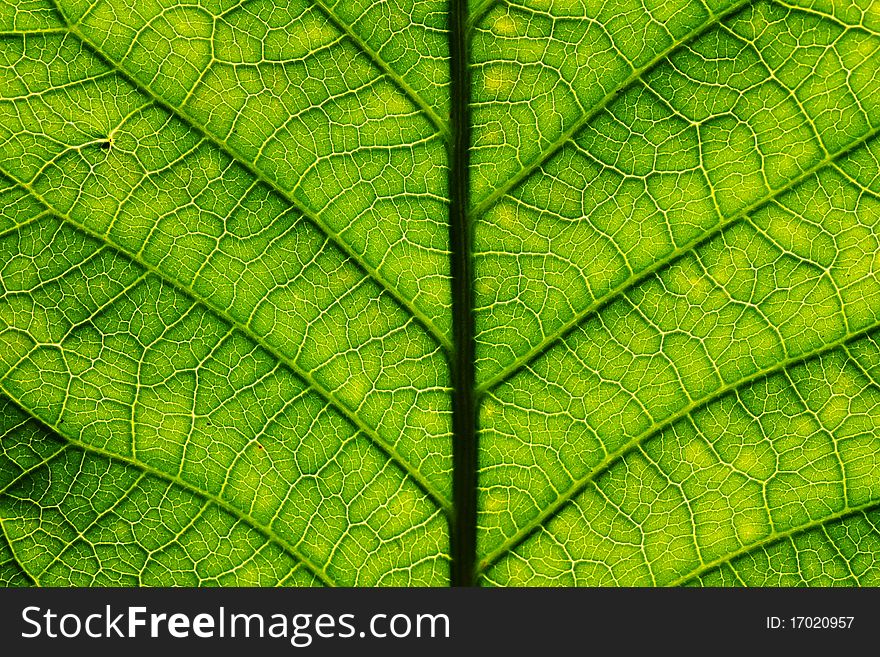 Leaf of a plant close up. Leaf of a plant close up