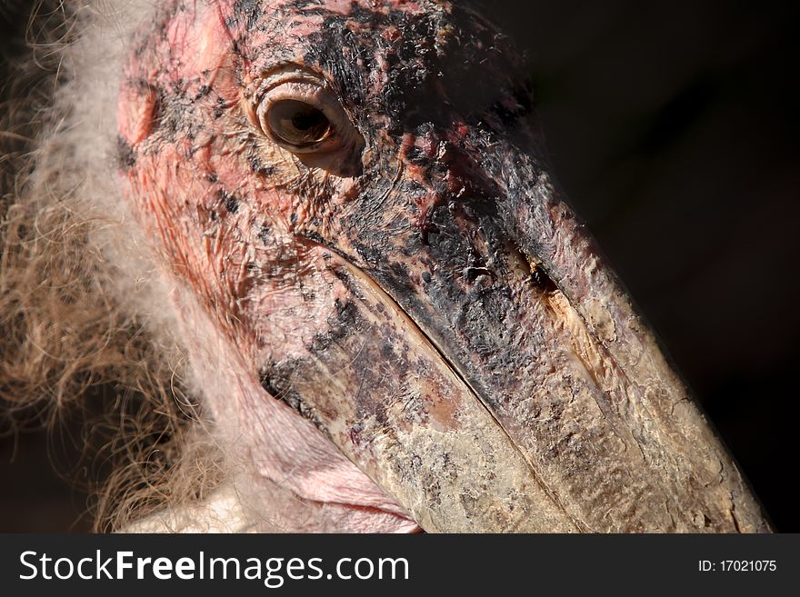 Marabou Stork with sunlit textured face and beak