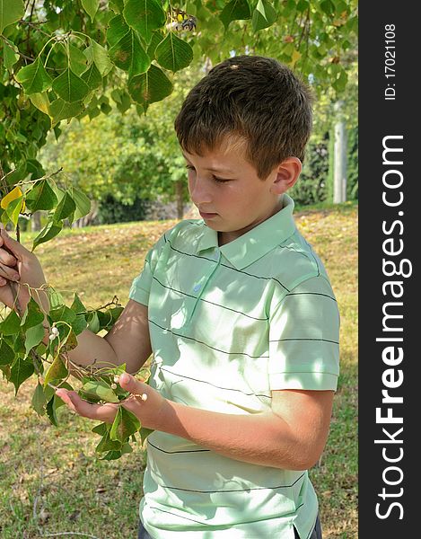 A boy holding a branch of a tree and sees the seeds of linden. A boy holding a branch of a tree and sees the seeds of linden