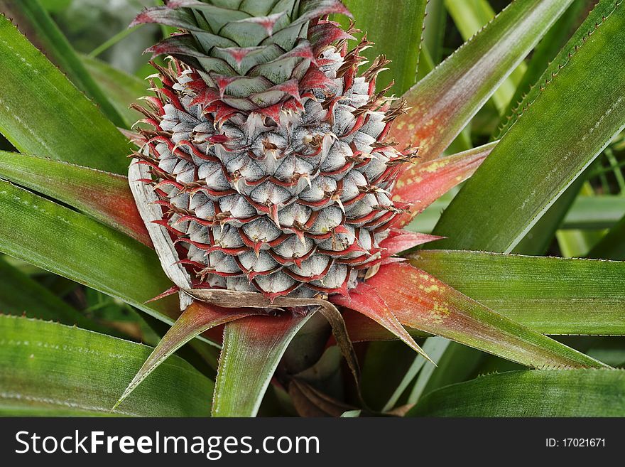 Close up of Young Pineapple