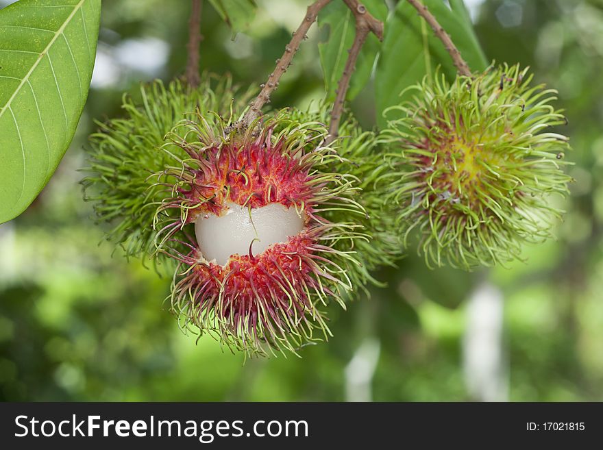 Close up of Rambutan Fruits