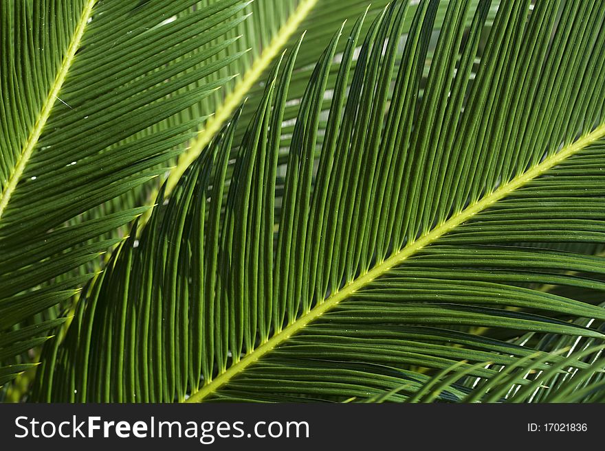 Close up of Green Leaves Background