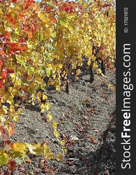 Fall vineyard in Crimea,Ukraine. Fall vineyard in Crimea,Ukraine