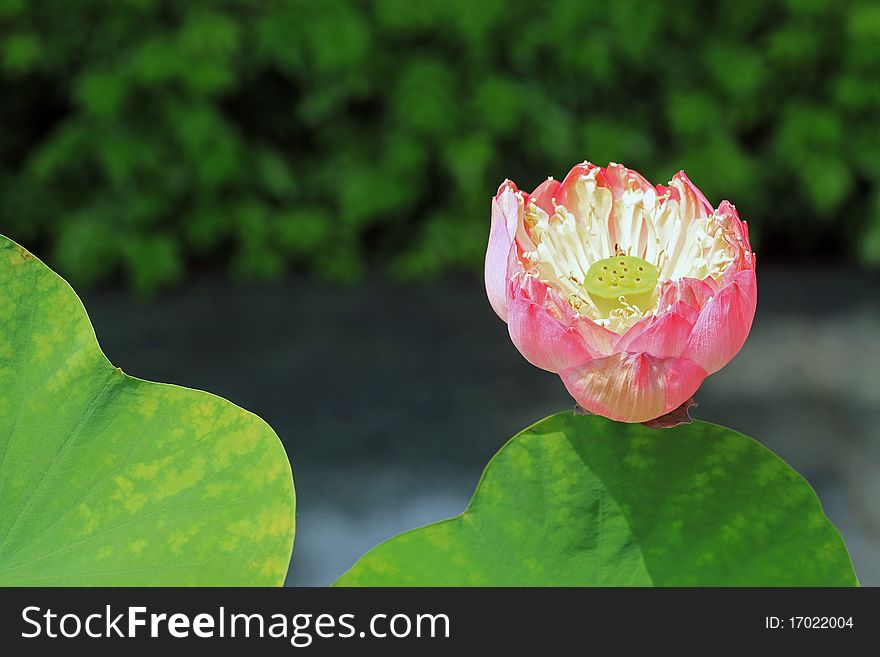 Pink Water Lily on green background. Pink Water Lily on green background