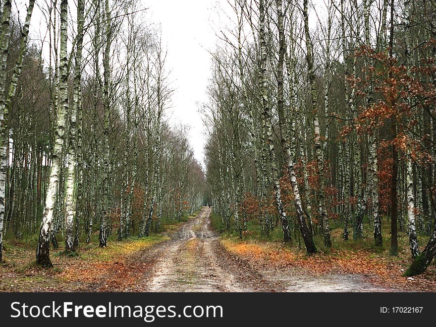 Long birch forest alley autumn. Long birch forest alley autumn