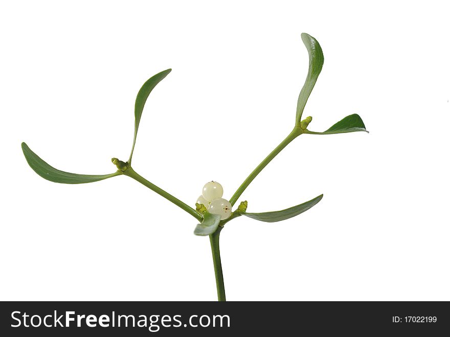 Photo of mistletoe on white background