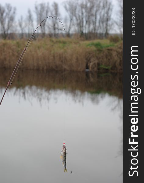The perch on fishing-rod on background of water
