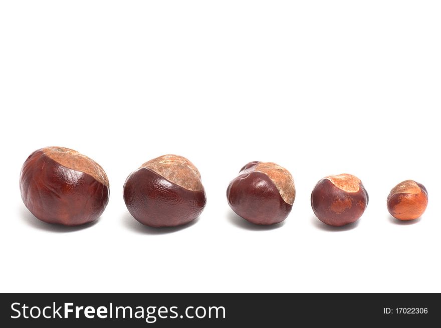 Chestnut on a white background