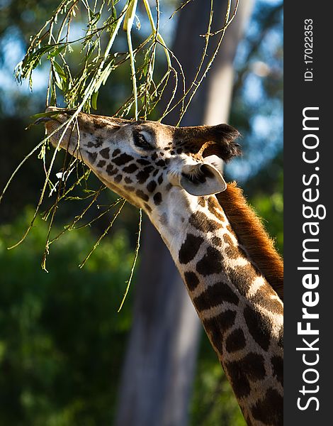 Giraffe Feeding On Branches