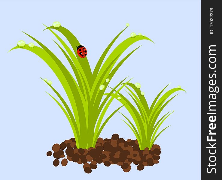 Green grass with water droplets and ladybug. Green grass with water droplets and ladybug
