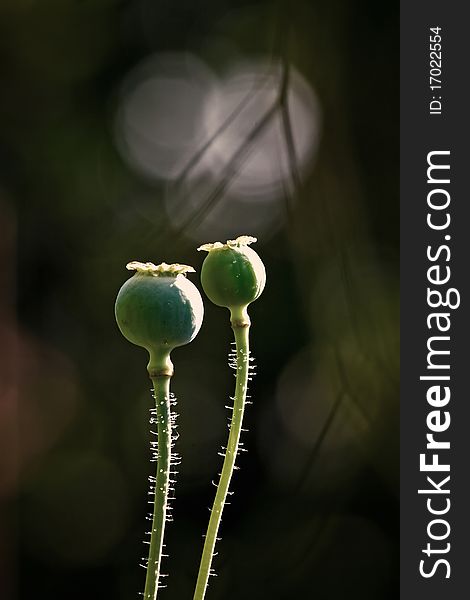 Dried poppy heads captured in macro