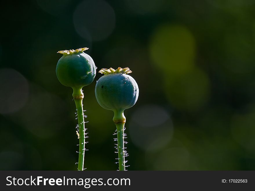 Dried poppy heads captured in macro