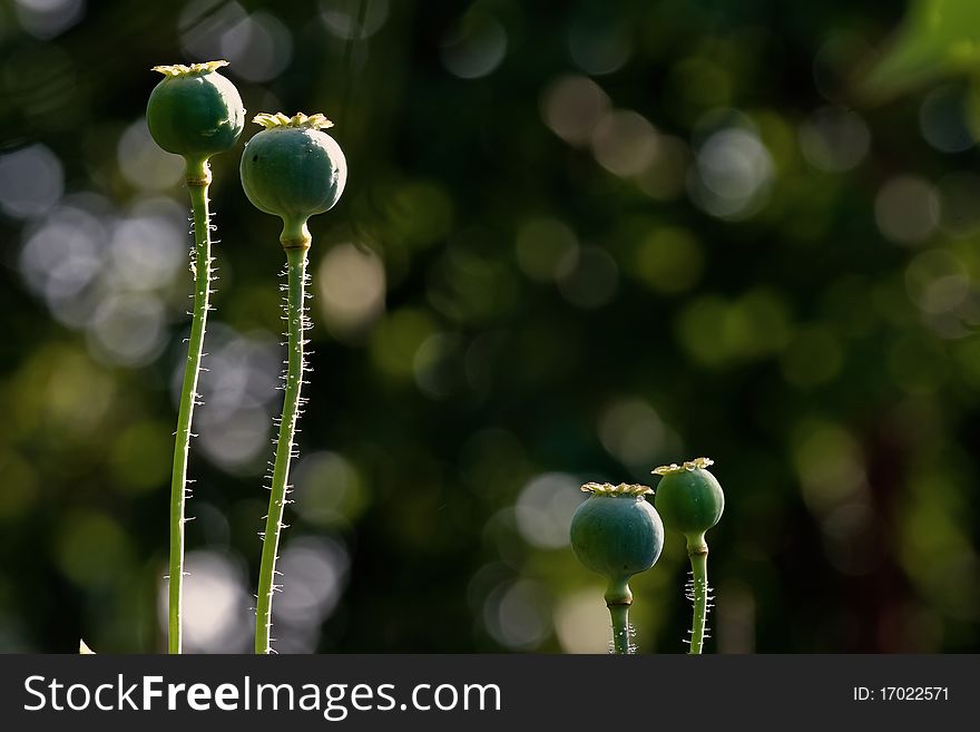 Dried poppy heads captured in macro