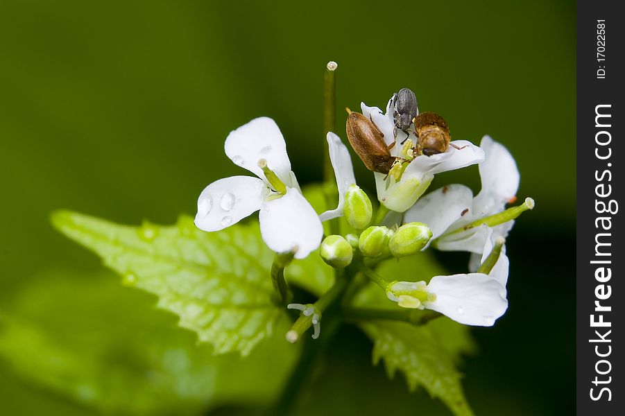Byturus small beetle and flower