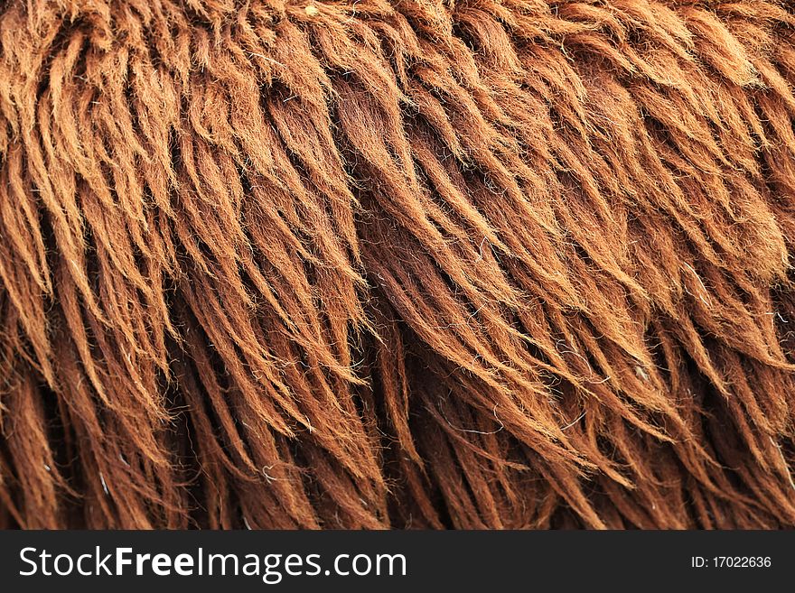 Close up of Brown Sheepskin Background