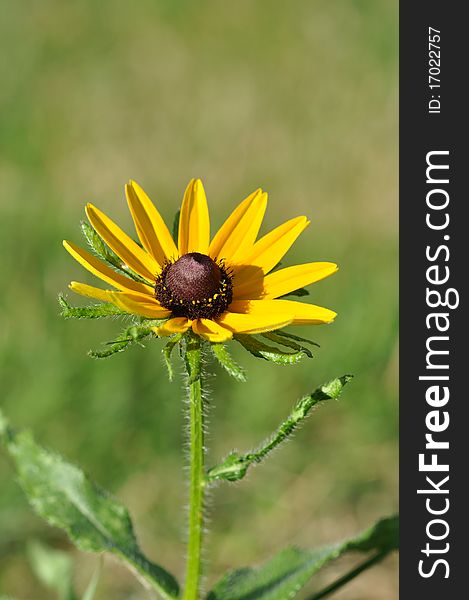 Black-Eyed Susan with a brown center. Green background. macro.a single flowerwith a brown center. Black-Eyed Susan with a brown center. Green background. macro.a single flowerwith a brown center.