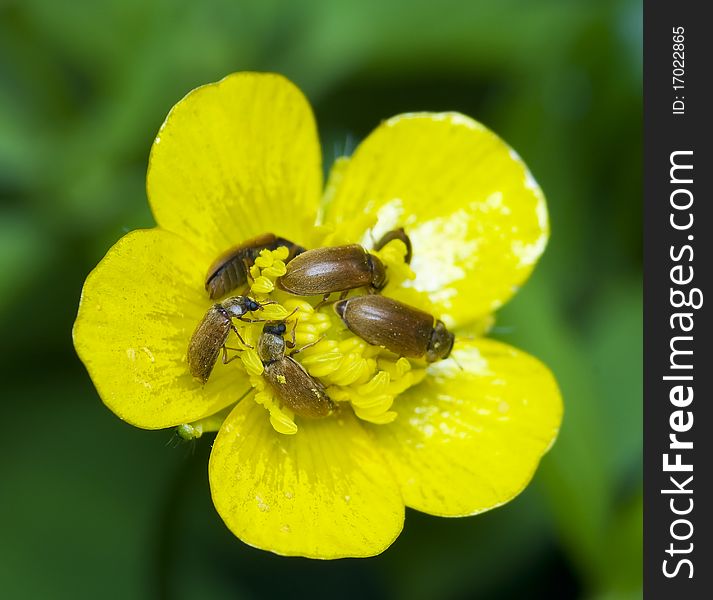 Byturus small beetles in the flowers ranunculus