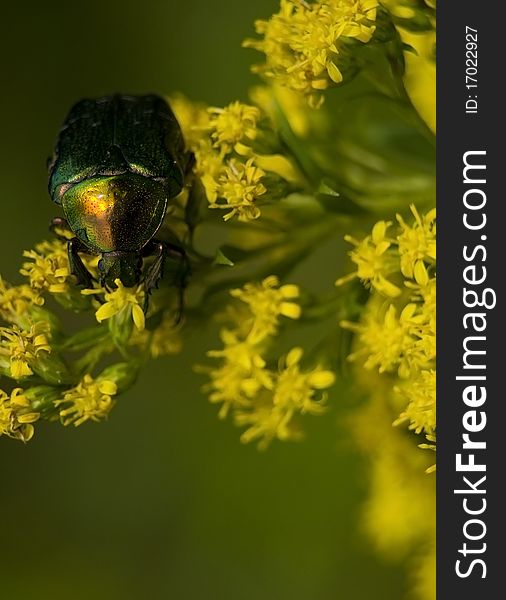 Cetonia aurata big green beetle on yellow flower